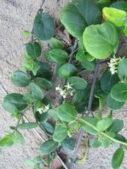 Cynanchum natalitium