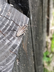 Neodorcadion bilineatum