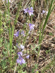 Veronica multifida