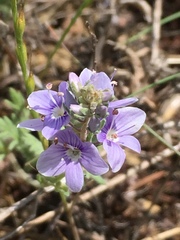 Veronica multifida