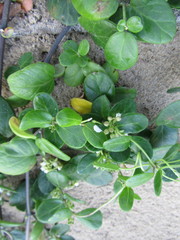 Cynanchum natalitium