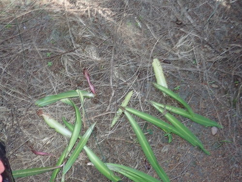 Eucomis comosa