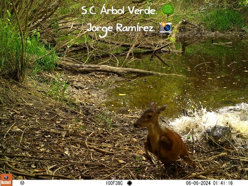 Central American Red Brocket