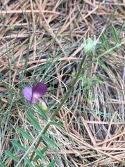 Vicia peregrina