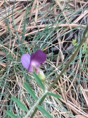 Vicia peregrina