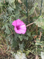 Convolvulus althaeoides althaeoides