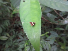 Choreutis basalis