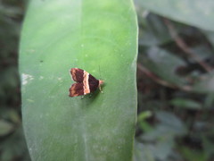 Choreutis basalis
