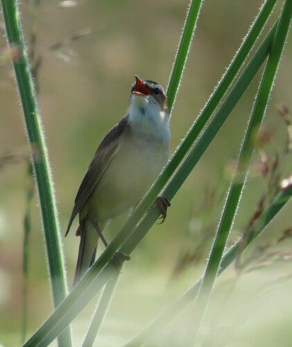Carricerín común (Acrocephalus schoenobaenus)