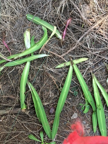 Eucomis comosa