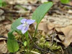 Viola nemoralis