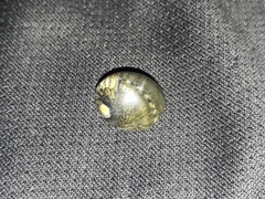 Nerita polita