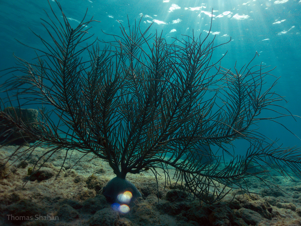 Atlantic Sea Plumes