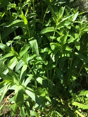 Veronica anagallis-aquatica