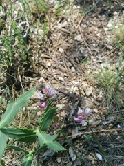 Polygala anatolica