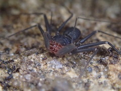 Charinus seychellarum