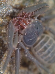 Charinus seychellarum