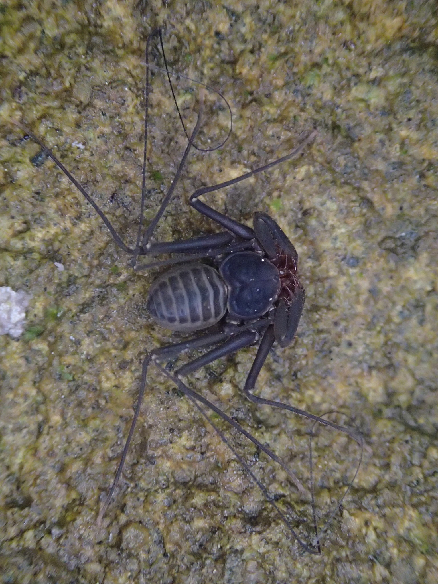Sarax seychellarum (Kraepelin, 1898)