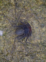 Charinus seychellarum