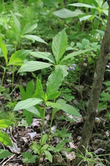 Brachybotrys paridiformis