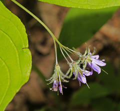 Brachybotrys paridiformis