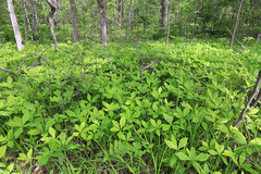 Brachybotrys paridiformis