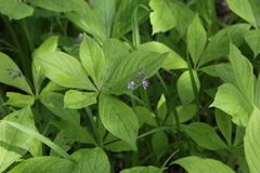 Brachybotrys paridiformis