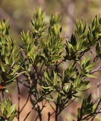 Diospyros glabra