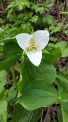Trillium camschatcense