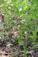 Brachybotrys paridiformis