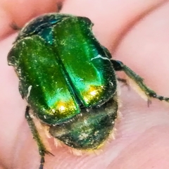 Cetonia aurata