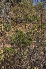Diospyros glabra