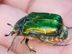 Cetonia aurata