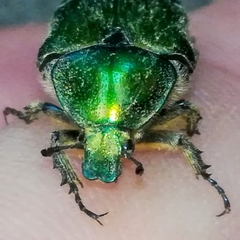 Cetonia aurata