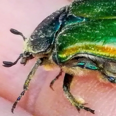 Cetonia aurata