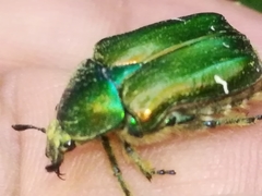 Cetonia aurata