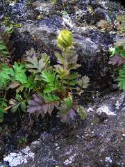 Geum glaciale