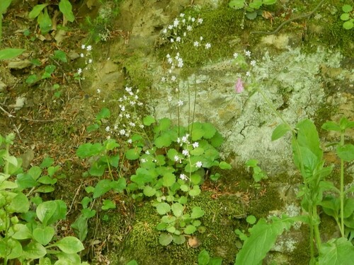 Image of Saxifraga hirsuta by no rights reserved