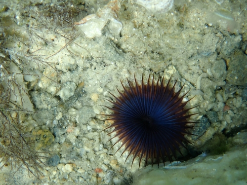 Photo of Slime tube worm (Myxicola infundibulum)