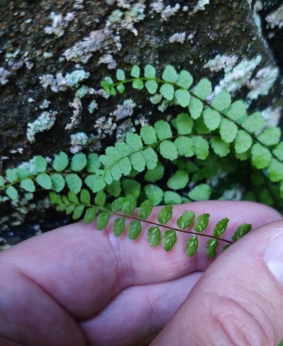 Image of Asplenium adulterinum by (c) Andreas Schneider, some rights reserved (CC BY)