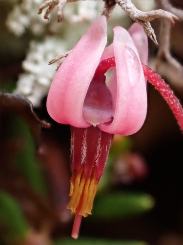 Image of Vaccinium microcarpum by (c) Tyler Smith, some rights reserved (CC BY-SA)