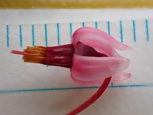 Image of Vaccinium microcarpum by (c) Tyler Smith, some rights reserved (CC BY-SA)