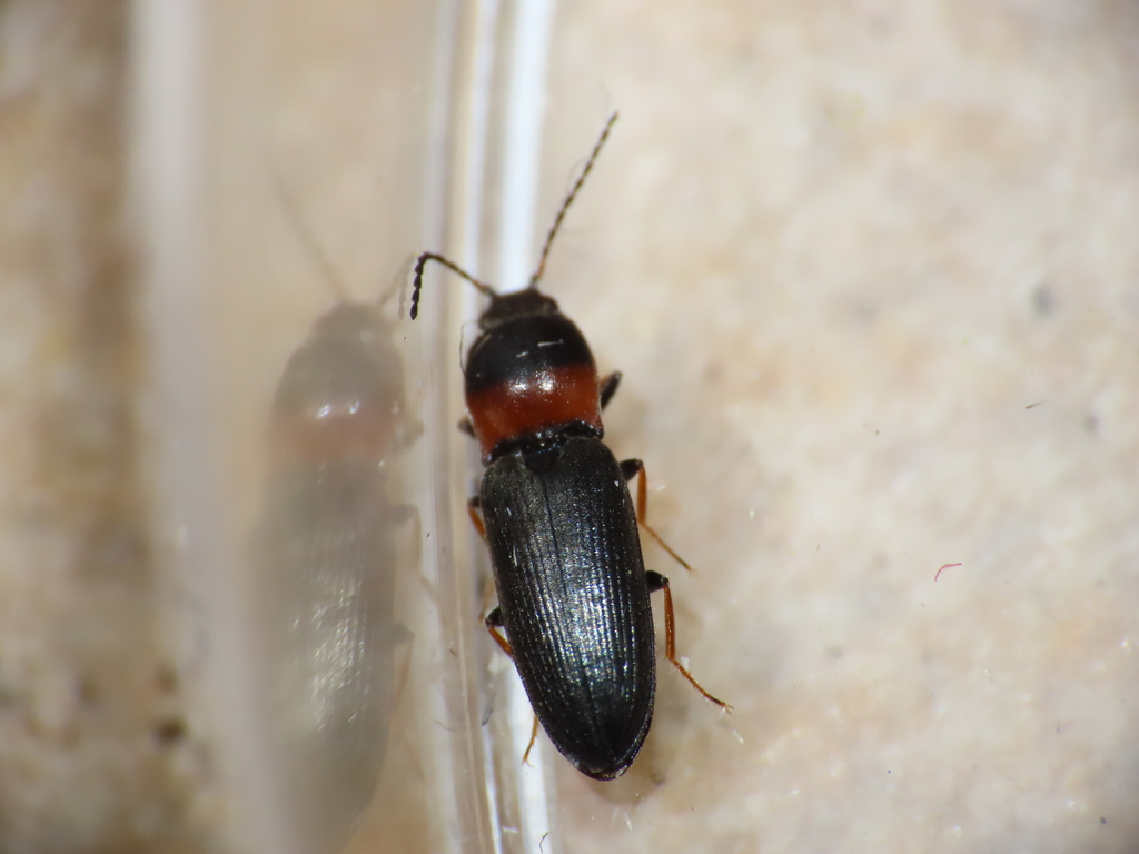 Cardiophorus italicus