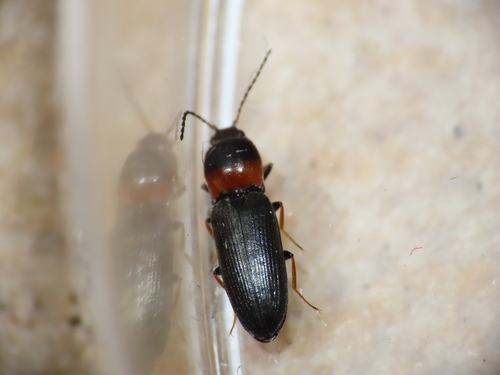Cardiophorus italicus