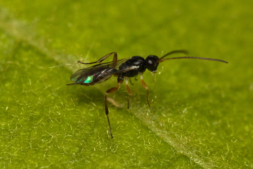iNaturalist observation photo of Ichneumonid Wasps