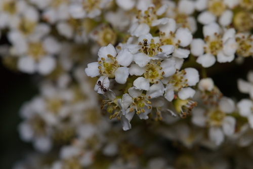 iNaturalist observation photo of Argentine Ant