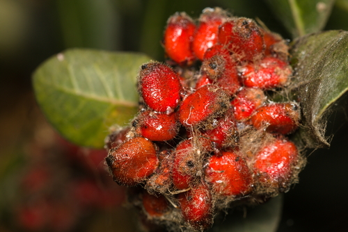 iNaturalist observation photo of lemonade berry