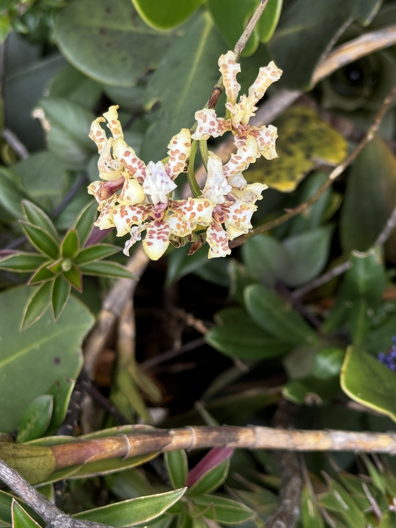 Cyrtochilum ramosissimum (Lindl.) Dalström 4