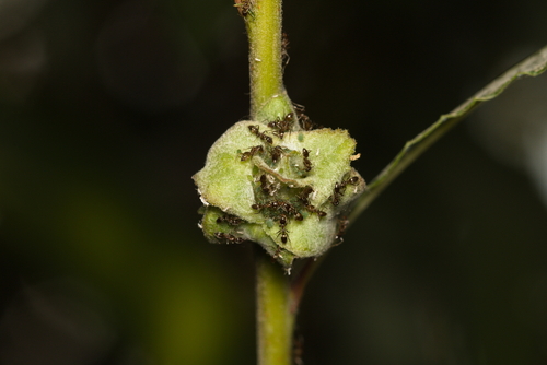 iNaturalist observation photo of Argentine Ant