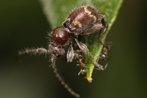 iNaturalist observation photo of Hairy Borer